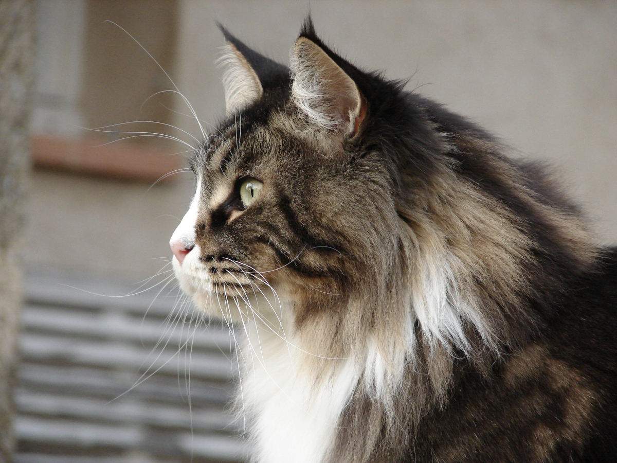 Communication avec un animal défunt