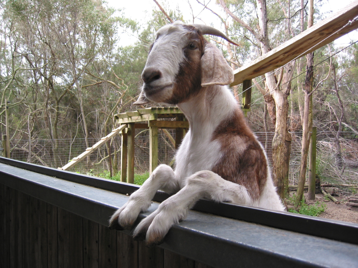 Magnétisme animal